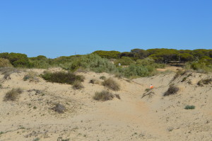 Relay training Playa de Portil